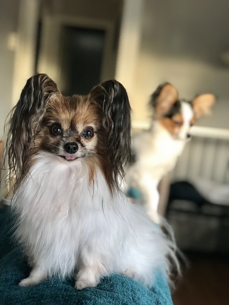 Entry image for Zoe. Clicking this image will show a larger photo