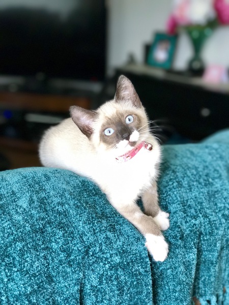 Entry image for Lilly. Clicking this image will show a larger photo