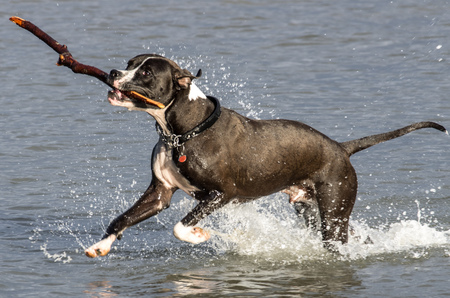 Entry image for Prince. Clicking this image will show a larger photo