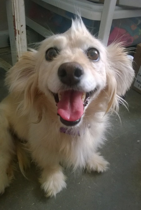 Entry image for Holly. Clicking this image will show a larger photo