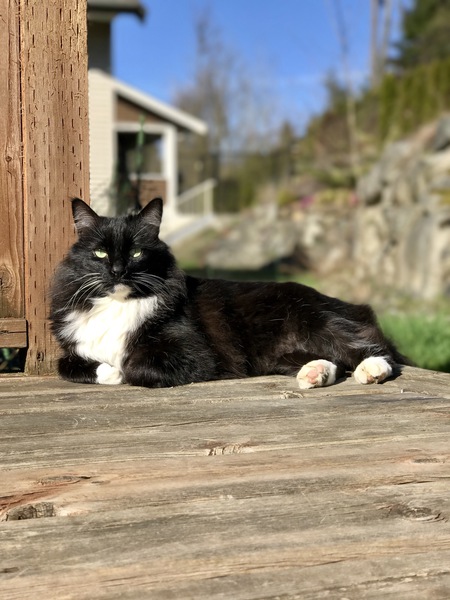 Entry image for Tux. Clicking this image will show a larger photo