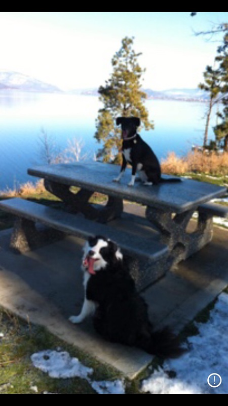 Entry image for Kato (top) and Dexter. Clicking this image will show a larger photo