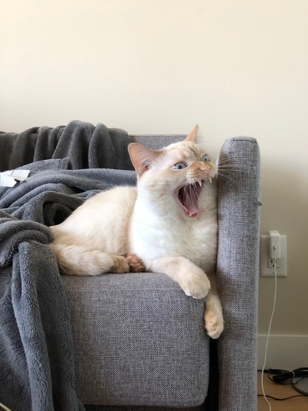 Entry image for Claude. Clicking this image will show a larger photo