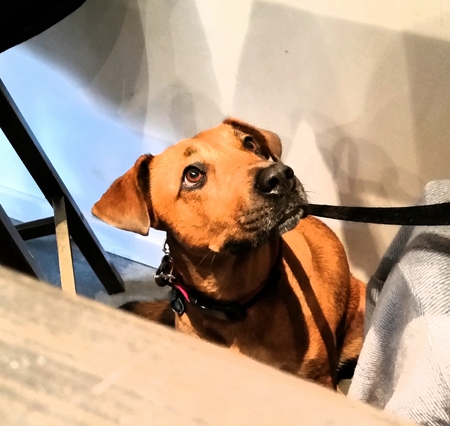 Entry image for Tessa aka "Sarah Jessica Barker". Clicking this image will show a larger photo