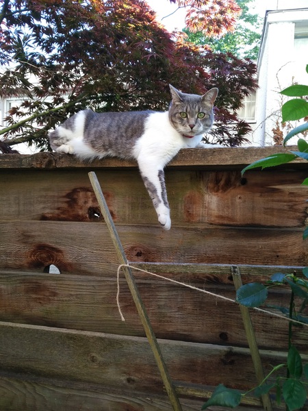 Entry image for Skittles. Clicking this image will show a larger photo