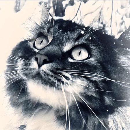 Entry image for Marvolo . Clicking this image will show a larger photo