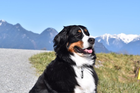 Entry image for Juno . Clicking this image will show a larger photo