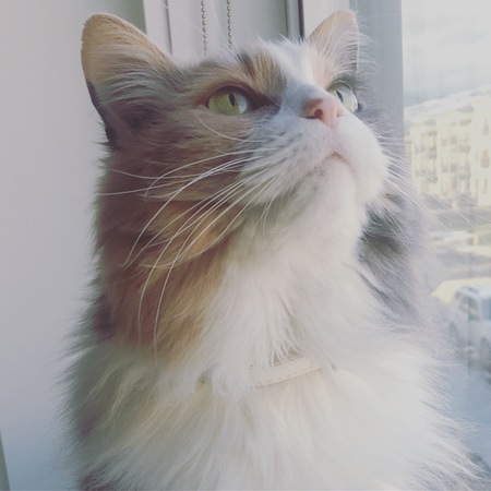 Entry image for Aurora. Clicking this image will show a larger photo