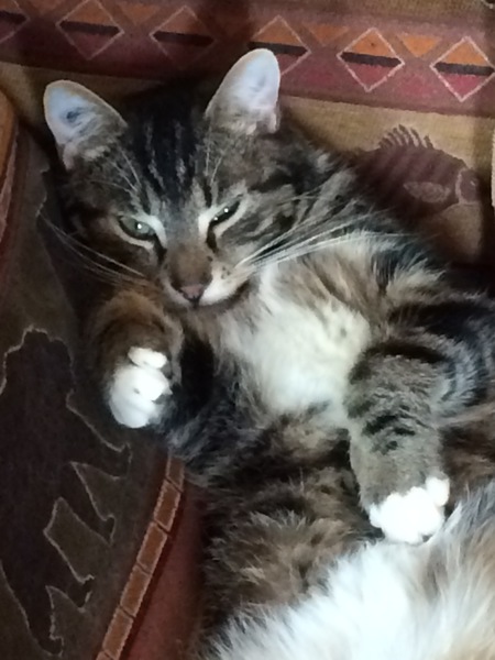 Entry image for Charlie Brown. Clicking this image will show a larger photo