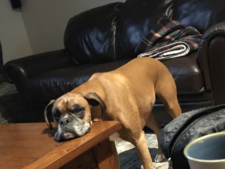 Entry image for Murphy. Clicking this image will show a larger photo