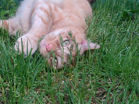 Entry image for Richard. Clicking this image will show a larger photo