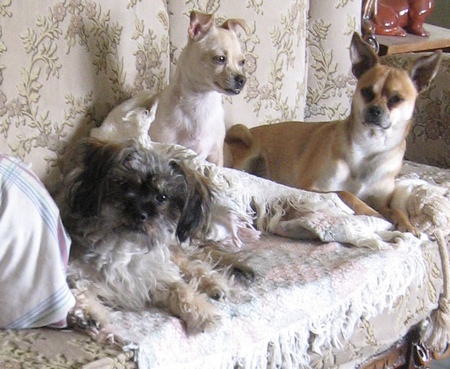 Entry image for Spike, Peaches and Rebel. Clicking this image will show a larger photo