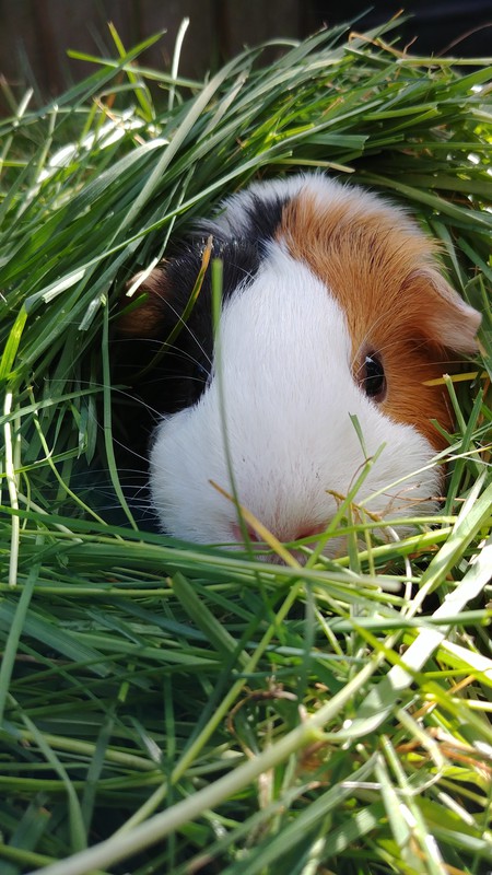 Entry image for Millie Rose Button-Bottom. Clicking this image will show a larger photo