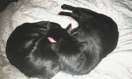 Entry image for Daisy and Dahlia. Clicking this image will show a larger photo