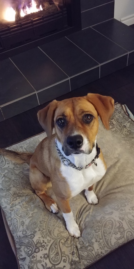 Entry image for Lucy (used to be Sky). Clicking this image will show a larger photo