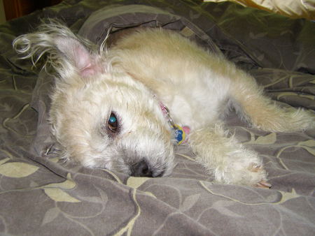 Entry image for Vienna. Clicking this image will show a larger photo