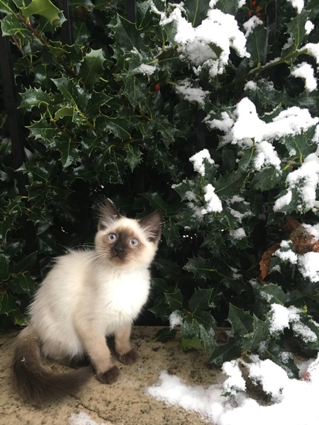 Entry image for Momo. Clicking this image will show a larger photo