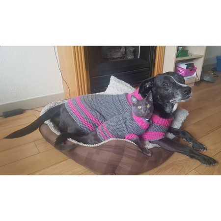 Entry image for Mj  (Dog) & Katniss (Cat). Clicking this image will show a larger photo