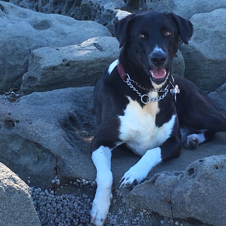 Entry image for Pepe. Clicking this image will show a larger photo