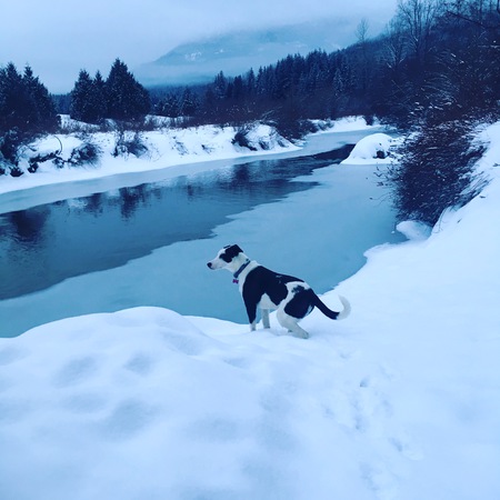 Entry image for Shady. Clicking this image will show a larger photo