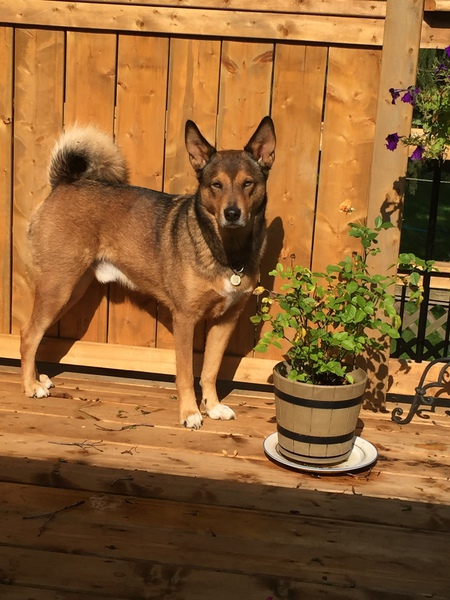 Entry image for Bruno. Clicking this image will show a larger photo