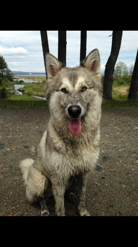 Entry image for Ariya . Clicking this image will show a larger photo