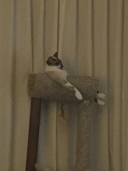 Entry image for Levi. Clicking this image will show a larger photo