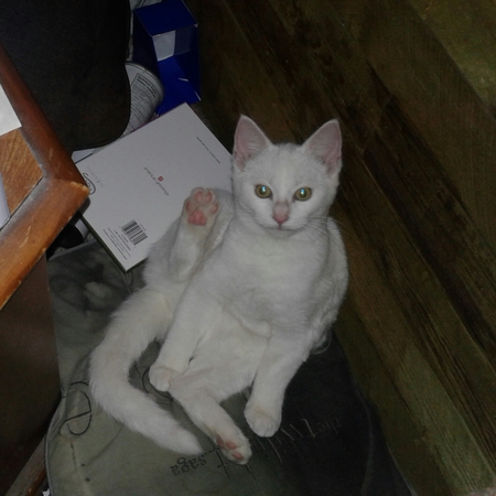 Entry image for Acari. Clicking this image will show a larger photo