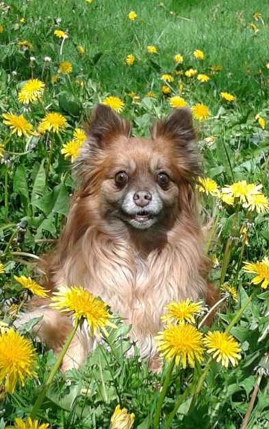 Entry image for misty. Clicking this image will show a larger photo