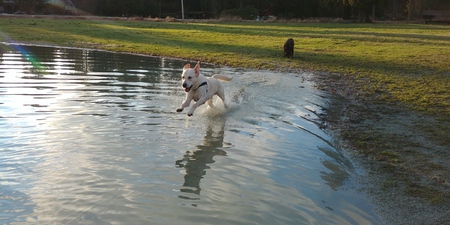 Entry image for Charlie Brown. Clicking this image will show a larger photo