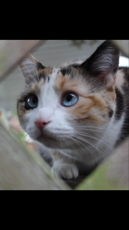 Entry image for Lily. Clicking this image will show a larger photo