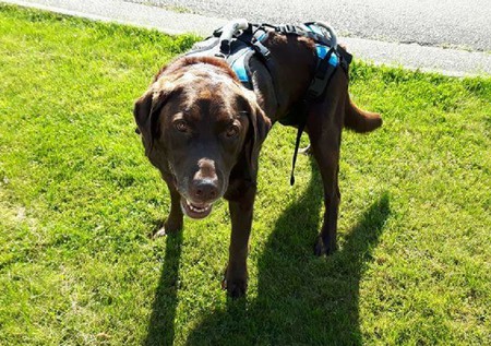 Entry image for Chewie. Clicking this image will show a larger photo