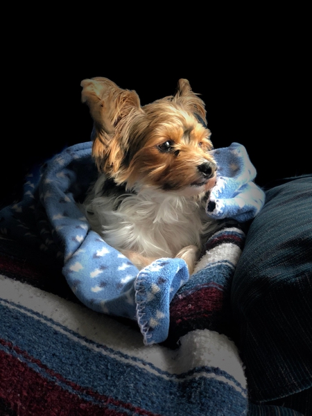 Entry image for Maisy Grace. Clicking this image will show a larger photo