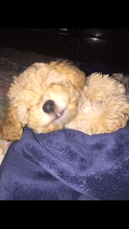 Entry image for Fernie. Clicking this image will show a larger photo