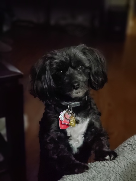 Entry image for Belle. Clicking this image will show a larger photo