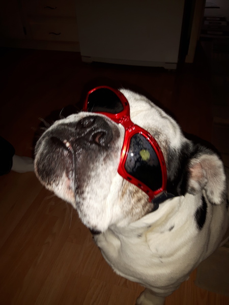 Entry image for Jaxxon. Clicking this image will show a larger photo