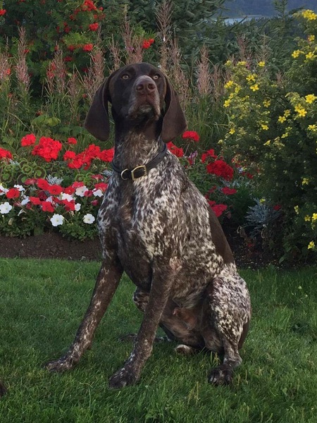 Entry image for Ruger. Clicking this image will show a larger photo