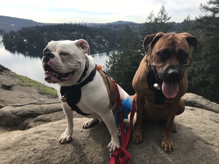 Entry image for Jigsaw and Arthur. Clicking this image will show a larger photo