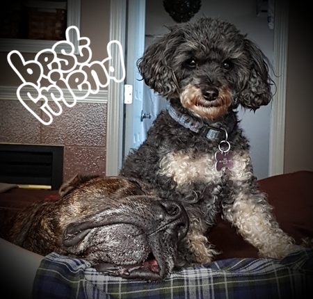 Entry image for Big Ted and Roxy. Clicking this image will show a larger photo