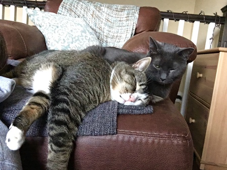 Entry image for Henry. Clicking this image will show a larger photo