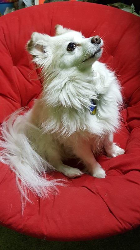 Entry image for Albi. Clicking this image will show a larger photo