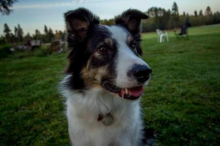 Entry image for Josie. Clicking this image will show a larger photo