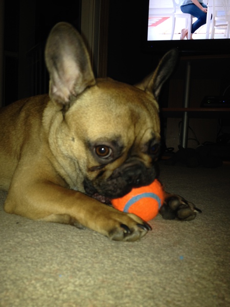 Entry image for Tucker. Clicking this image will show a larger photo