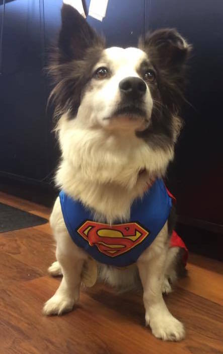 Entry image for Sidney. Clicking this image will show a larger photo