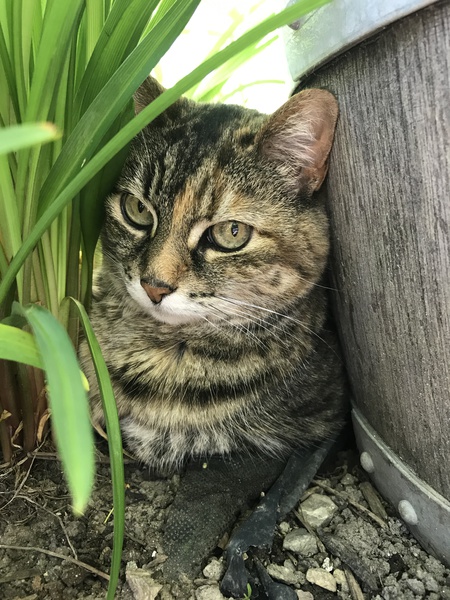 Entry image for Rosie. Clicking this image will show a larger photo