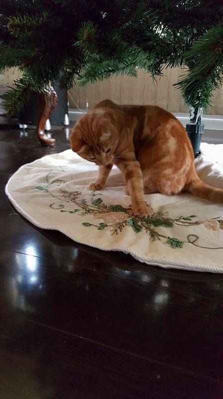 Entry image for Lucy. Clicking this image will show a larger photo