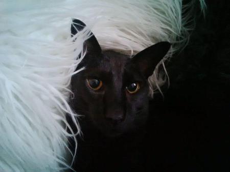 Entry image for Miles. Clicking this image will show a larger photo