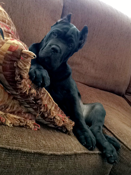 Entry image for Tank. Clicking this image will show a larger photo