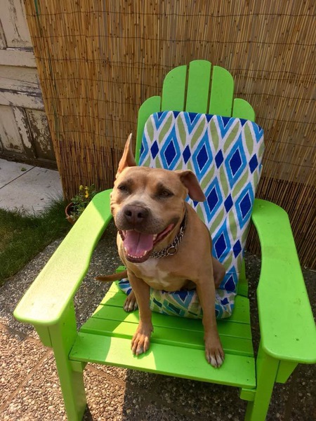 Entry image for Lizzy . Clicking this image will show a larger photo