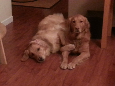 Entry image for Molly & Dillan. Clicking this image will show a larger photo